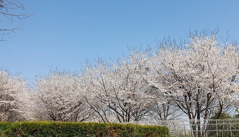 2025 드림파크 벚꽃축제|개화 현황, 일정, 기간