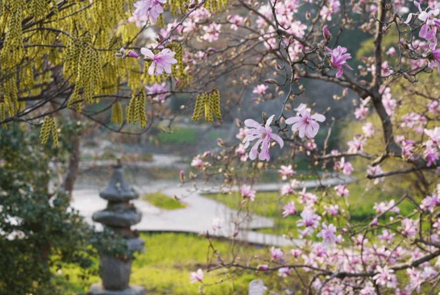 봄의 시작을 알리는 천리포 수목원 목련축제!!!!