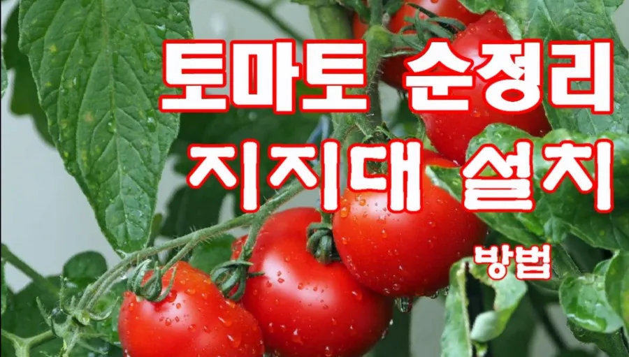 지지대 설치 방법 고추 토마토 참외 수박 쓰러짐 예방_6