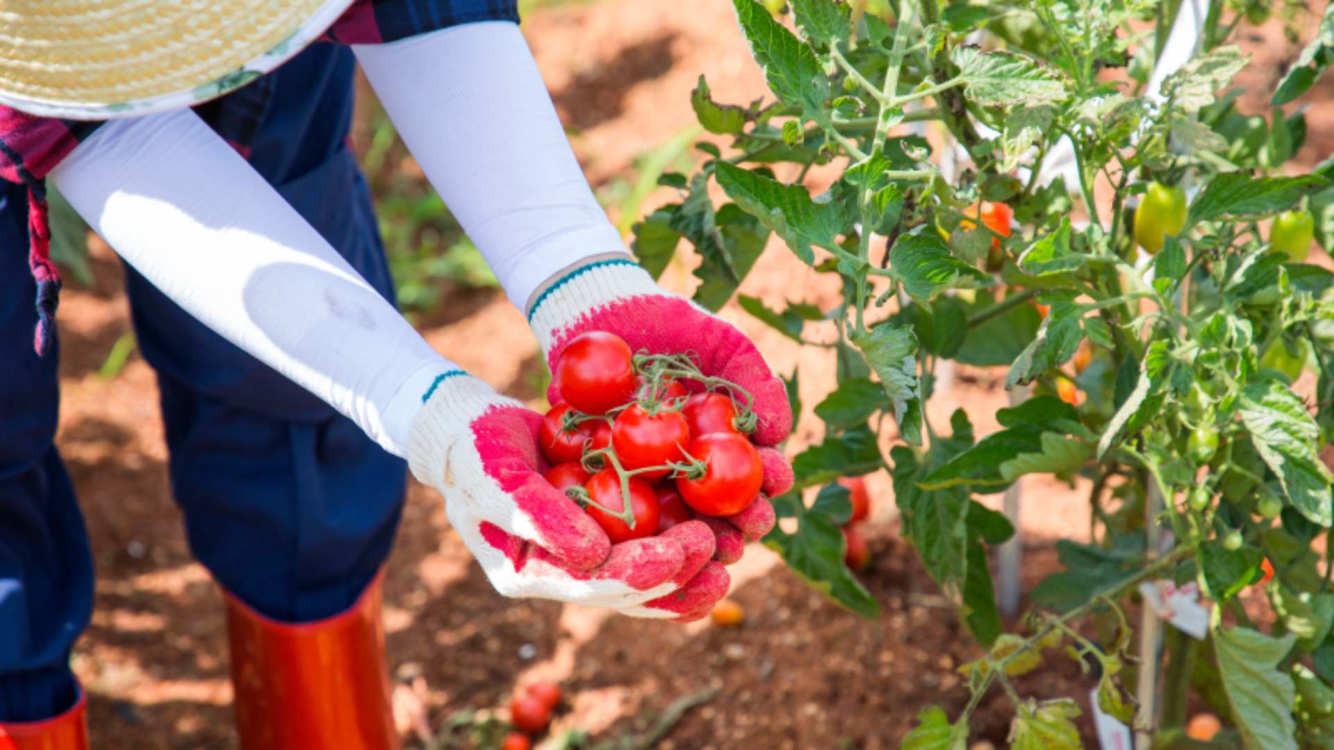 공익직불금 신청 방법 (신청자격&amp;#44; 지급시기)