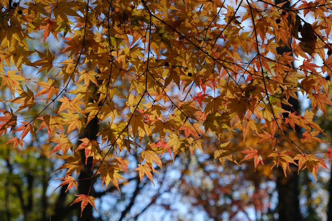 Kansai
