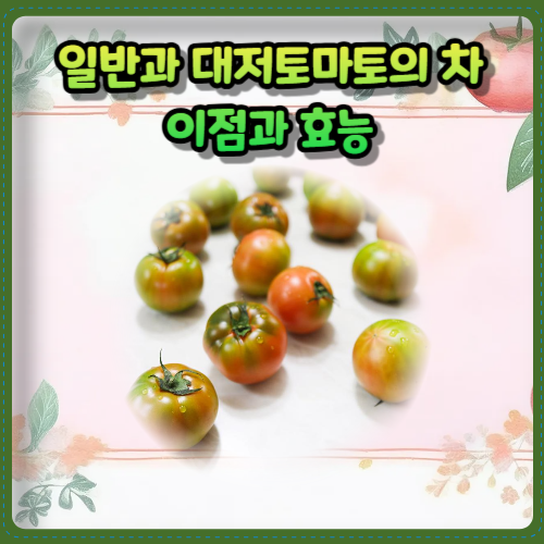 대저토마토의 특징