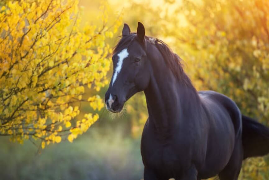 말띠애정운 2023년말띠애정운 