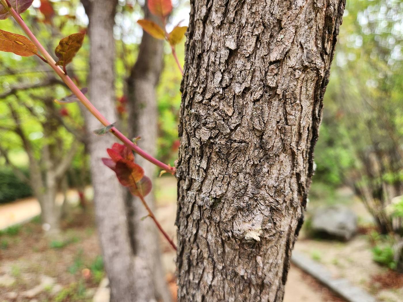 안개나무(자엽안개나무) Smoke tree