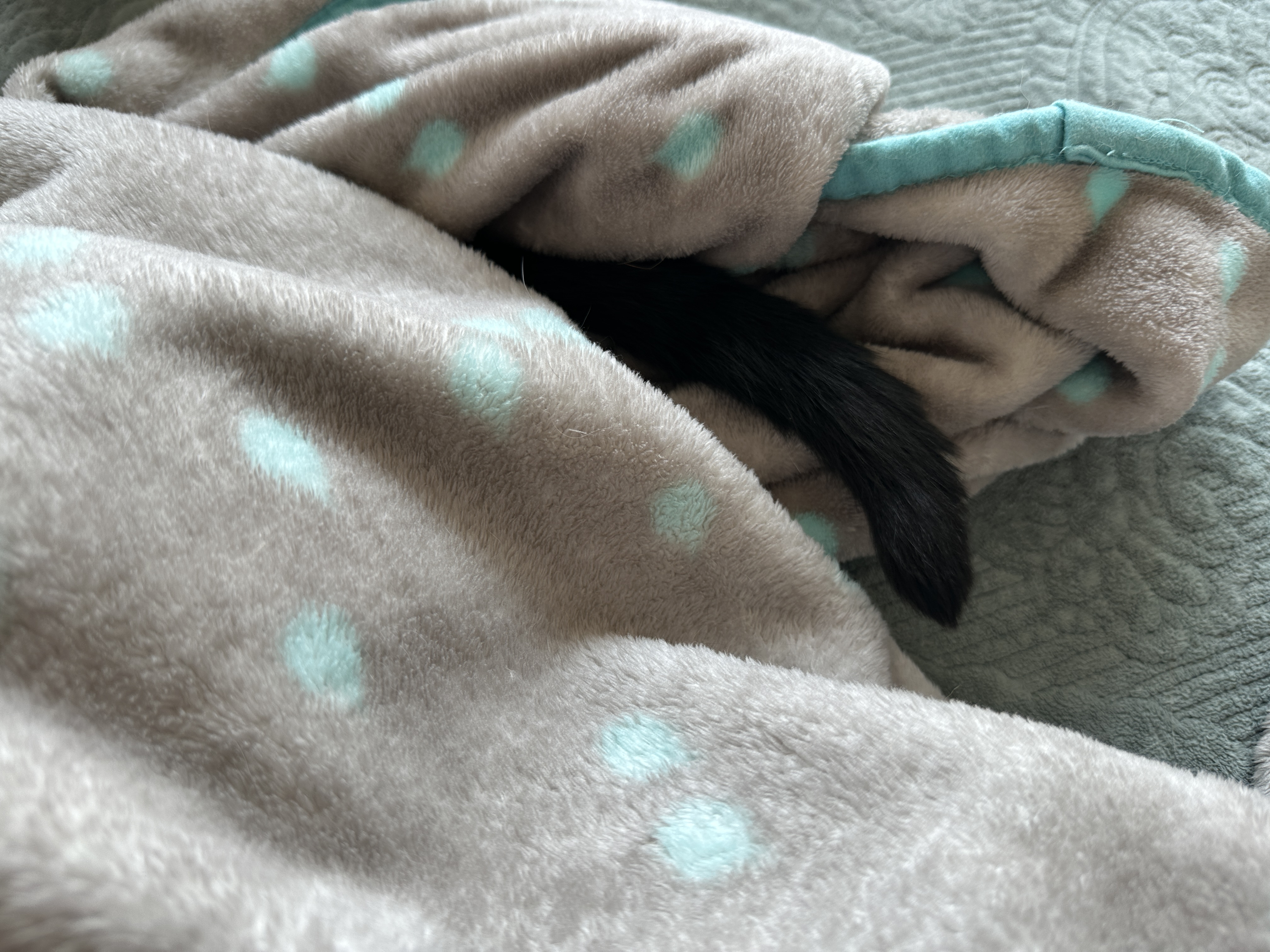 너무_귀여운_올블랙_고양이_건이의_꼬리