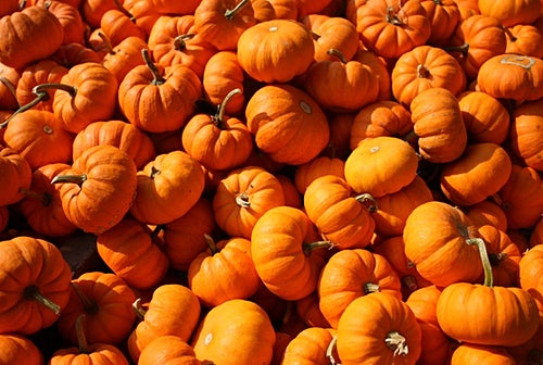 호박씨 껍질은 안전할까?