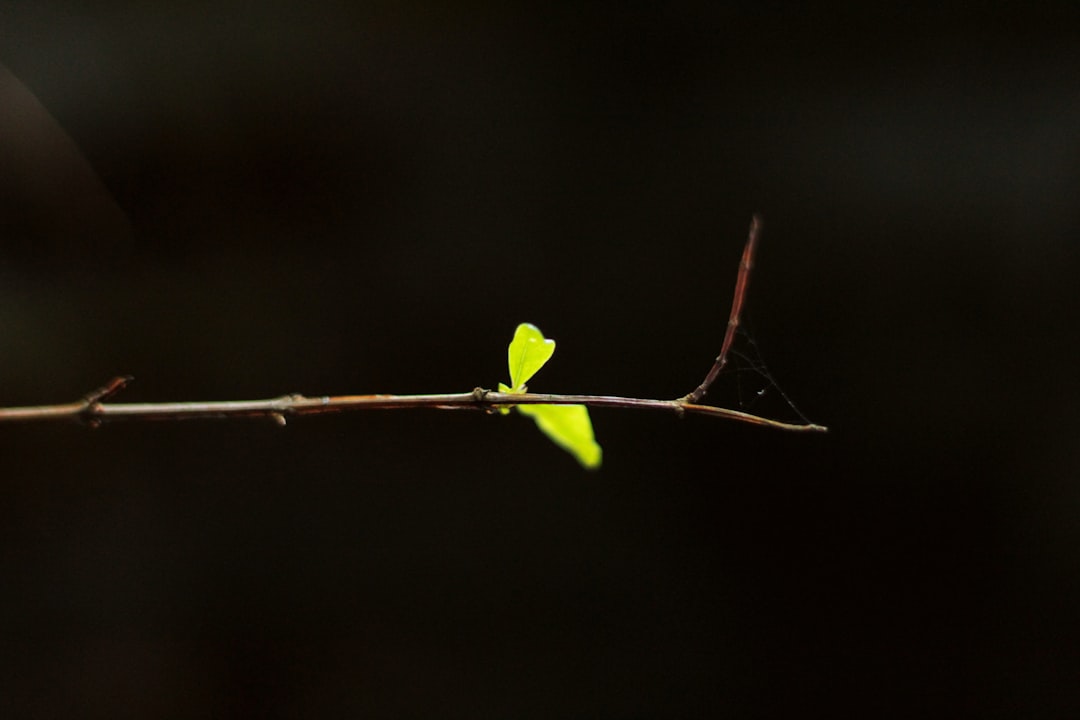Stabilization