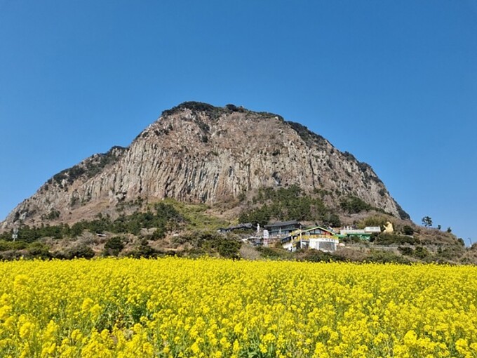 산방산 유채꽃