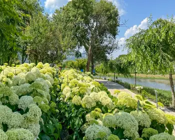 공주 수국축제 유구 색동 수국 정원 꽃축제_6