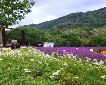 인제 가을꽃축제_7