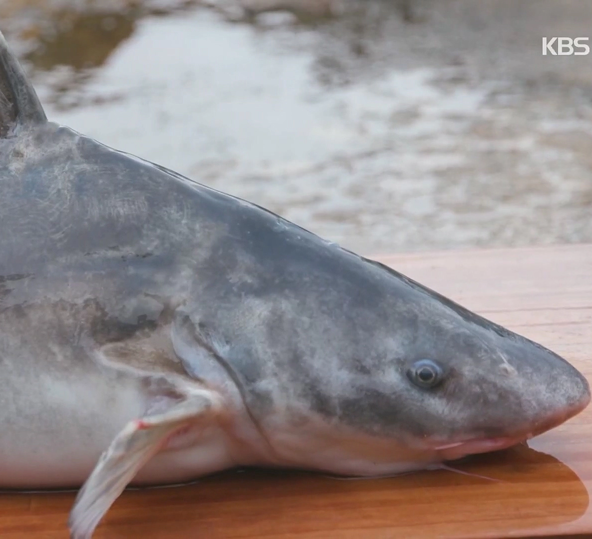 종어 물고기 맛 영양소 효능 총정리