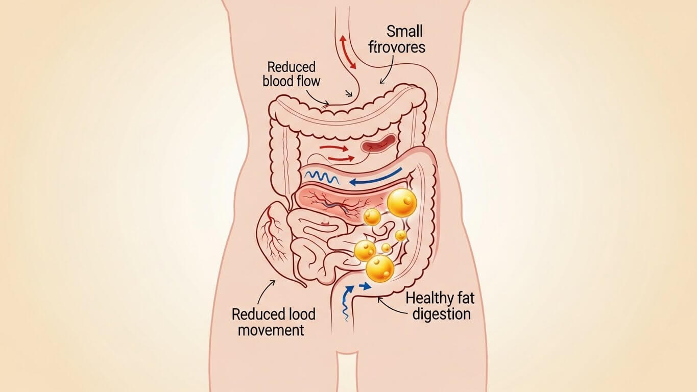 겨울철 장이 약해지는 이유와 지방의 역할