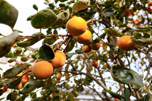 단감 효능 10가지와 부작용 및 보관법