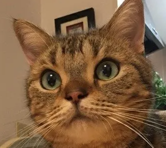 고양이 여드름