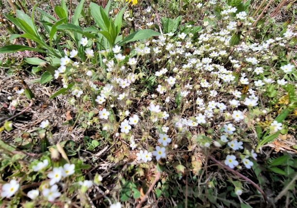 무더기 무더기로 핀 하얀 봄밪이꽃