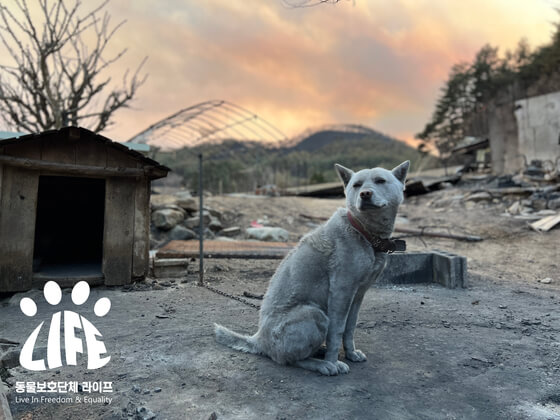 강아지대피소