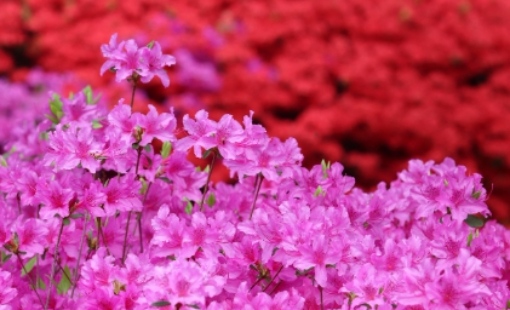 2025 군포 철쭉축제 교통 안내