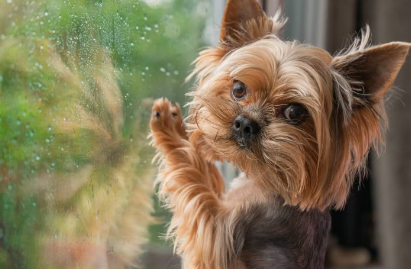 창밖을보는 강아지