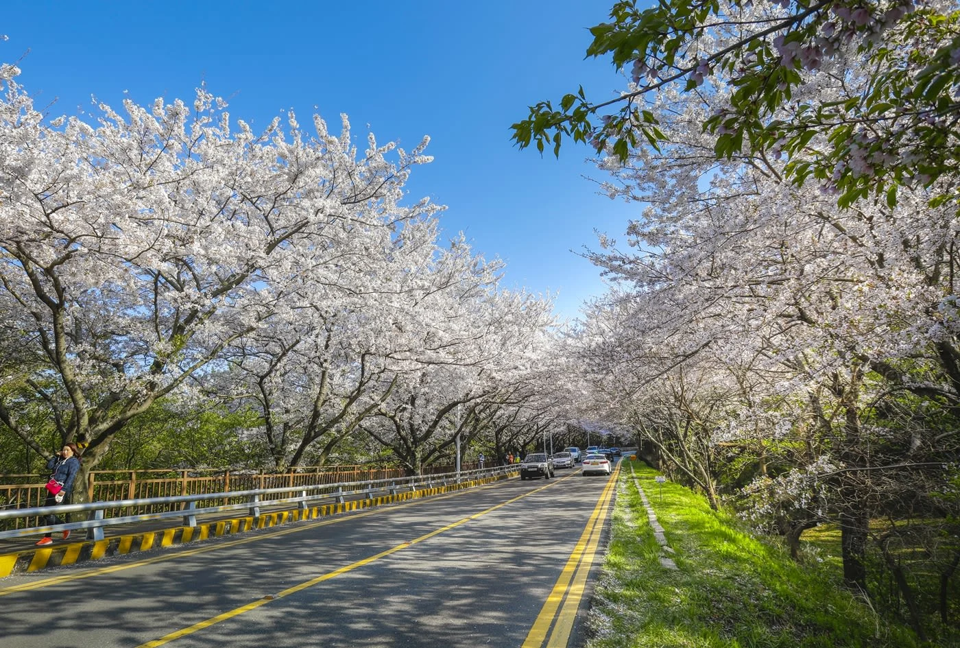 한국관광공사-봄-드라이브코스-5선-달맞이고개