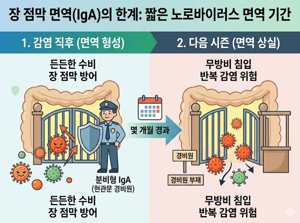 장 점막 면역(IgA) 한계: 감염 직후 방어 형성 후 수개월 지나 면역 소실로 재감염 위험이 커지는 구조 도식