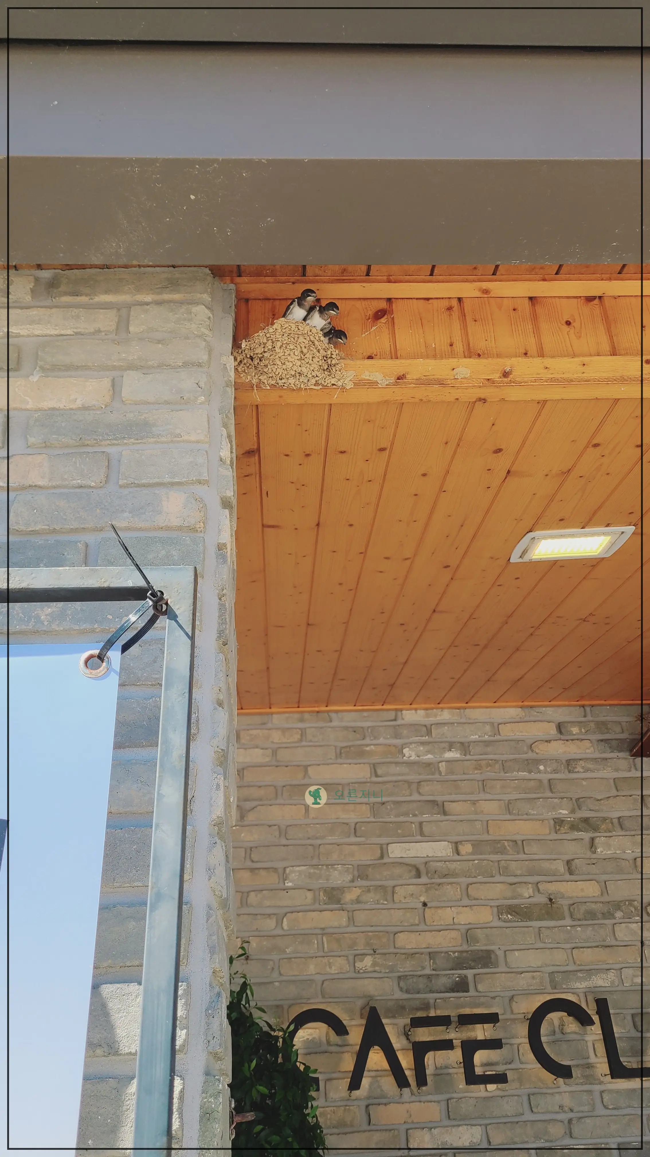 동해-망상해수욕장-바다앞-카페-클램-제비