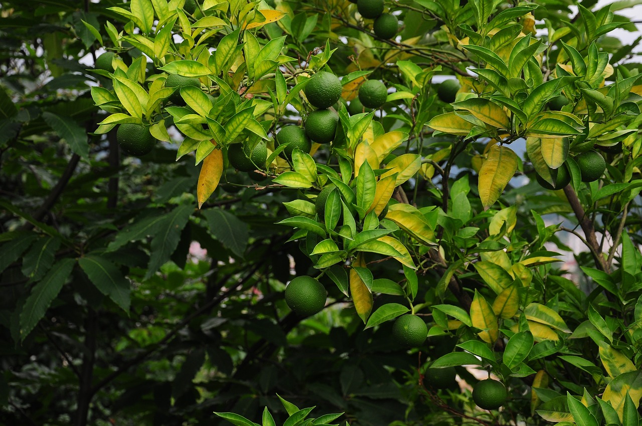 Lemon Verbena