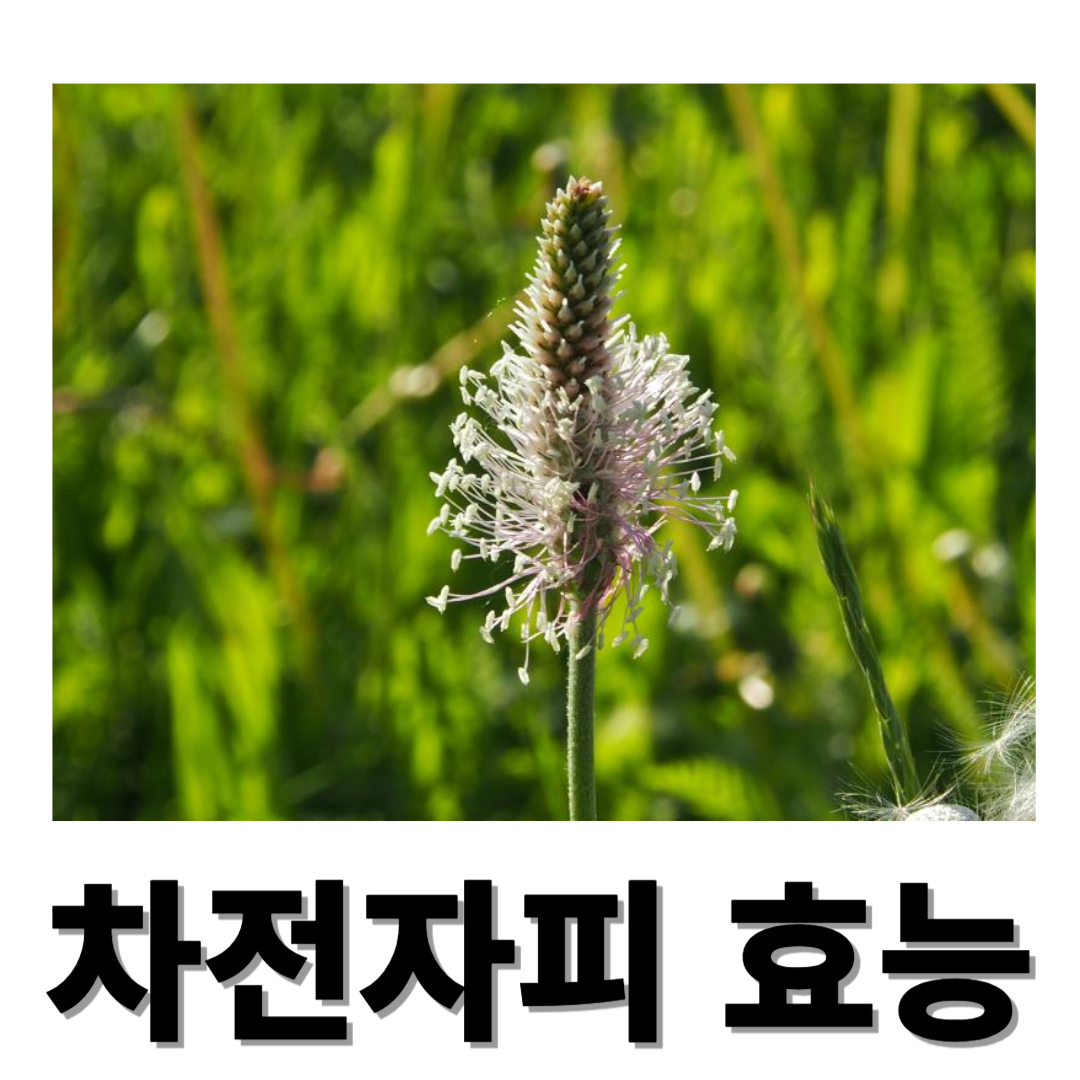 차전자피와 관련된 사진입니다.