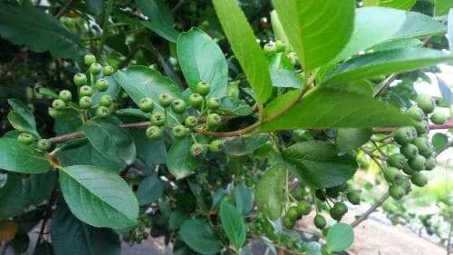 아로니아-블랙-초크베리-수확시기