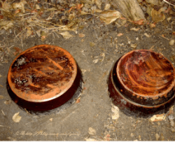 김장 배추 고르는 방법