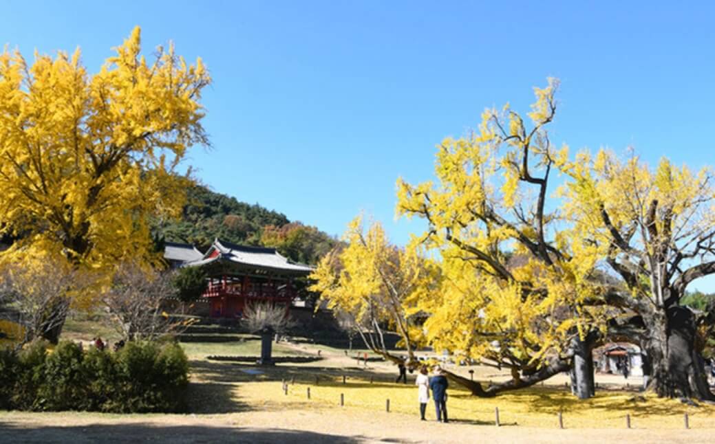 비슬산 등산코스