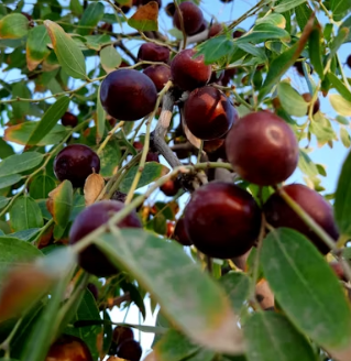 대추 효능과 부작용 고르는법 칼로리