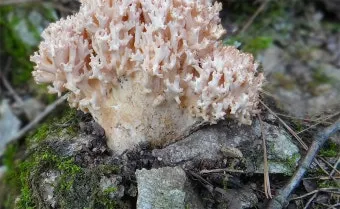 싸리버섯 효능 종류 채취시기 제철 손질법 요리법싸리 보관방법 정리_8