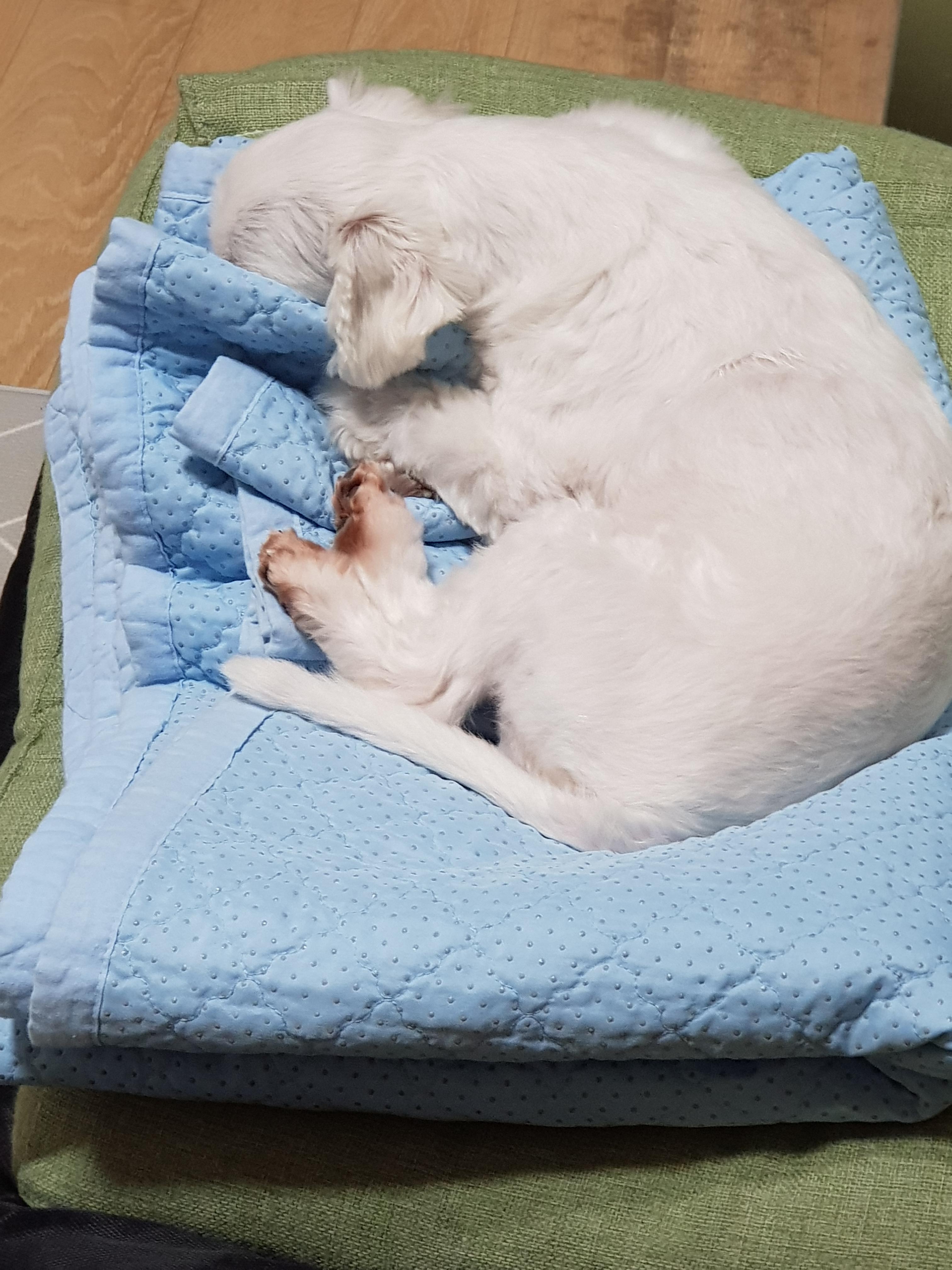 시원한 이불에서 자는 강아지