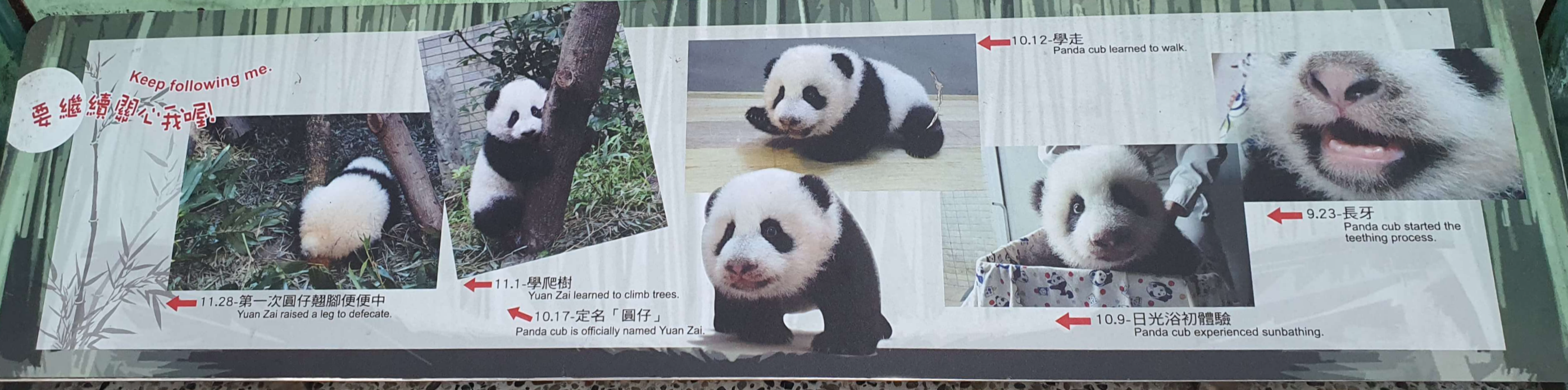 대만 판다_위안자이