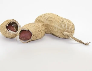 땅콩