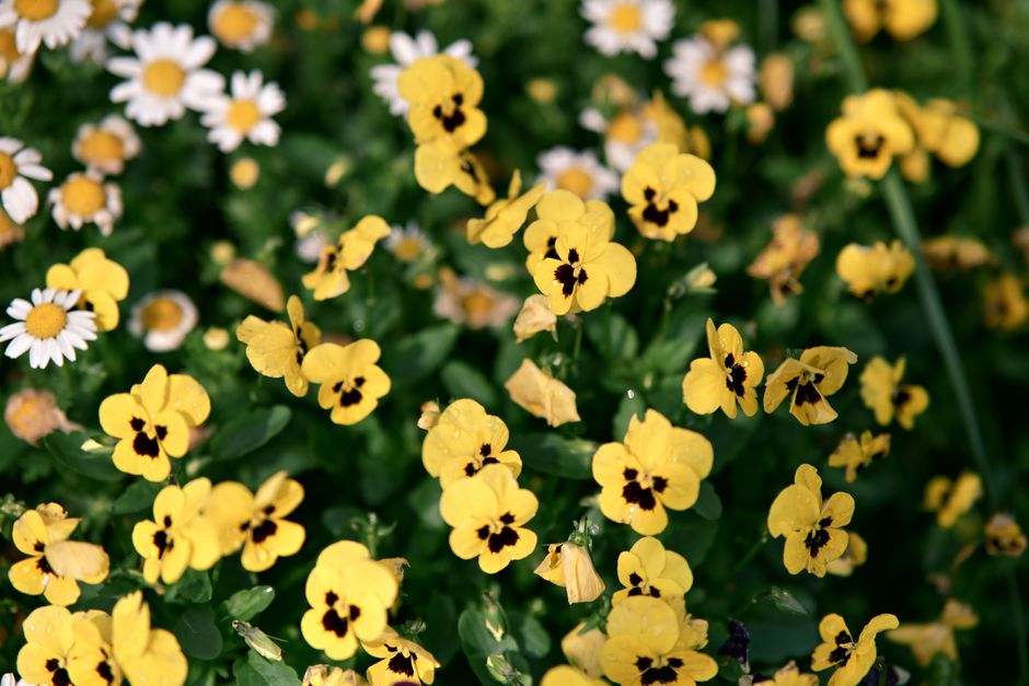 A close-up of vibrant yellow pansies and white daisies in full bloom, capturing the essence of spring.