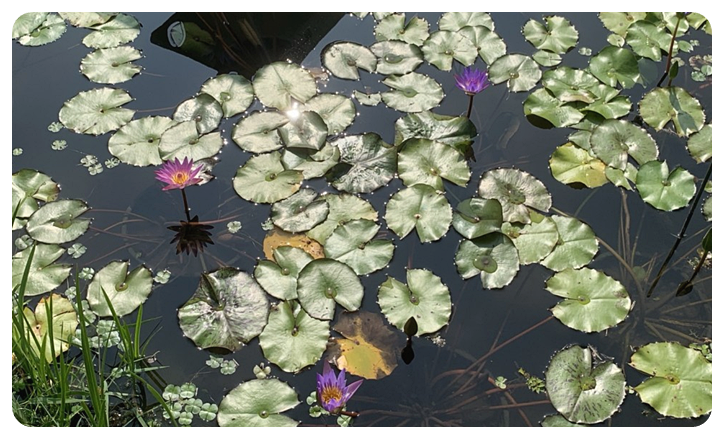 세미원&#44; 수련문화제 1