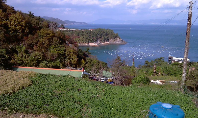 돌산갓 밭과 바다풍경