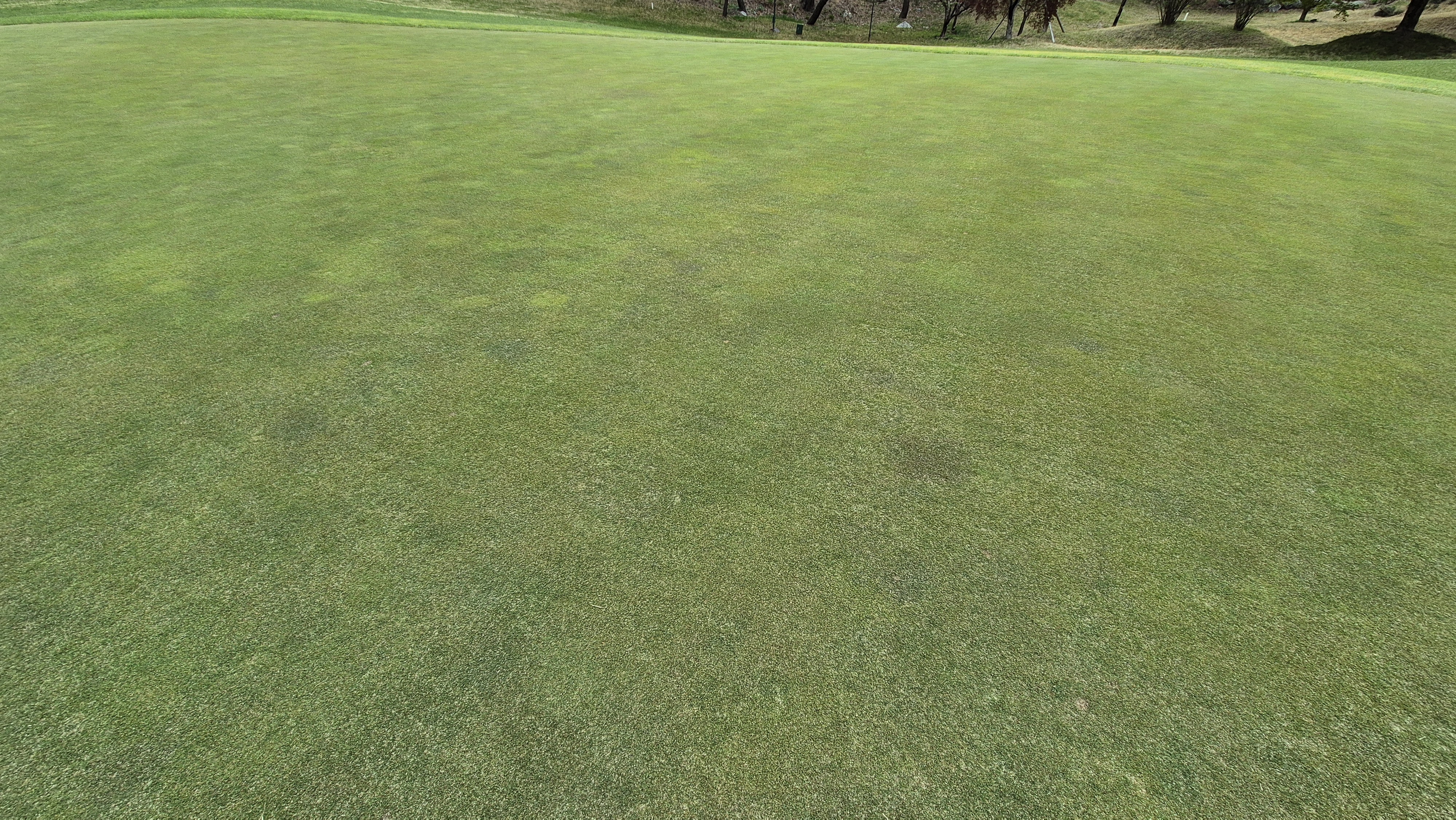 시그너스cc 코튼-라미 코스 그린 관리 상태