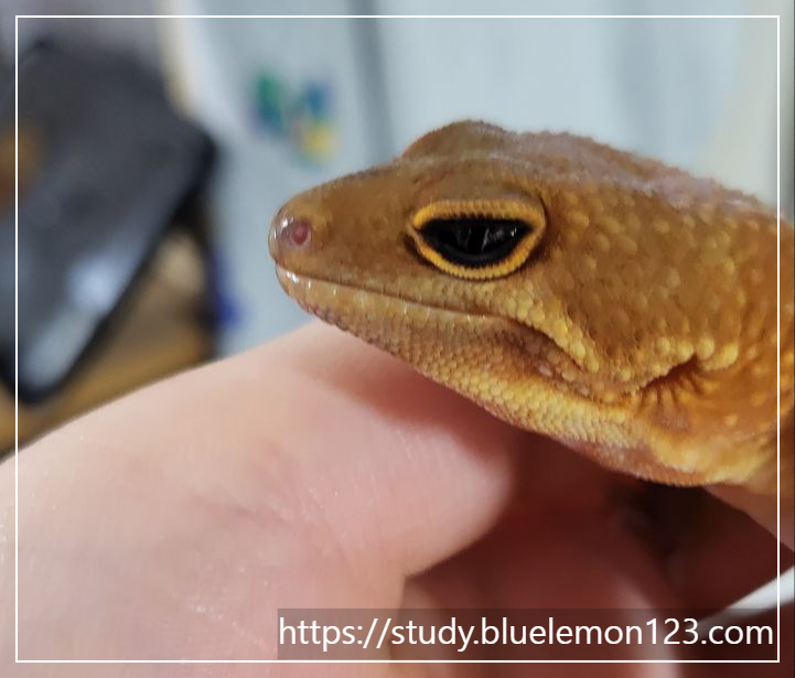 레오파드 게코 초보자 가이드