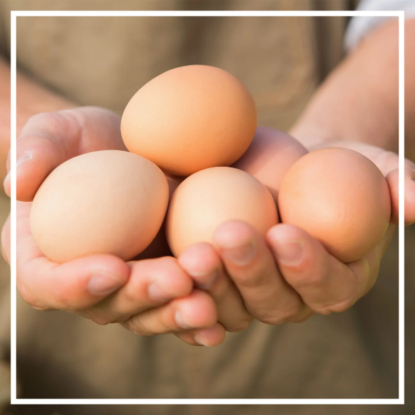 달걀 난각번호 보는법