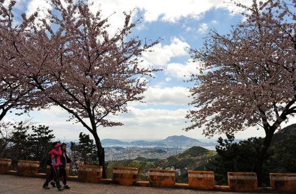 황령산 벚꽃