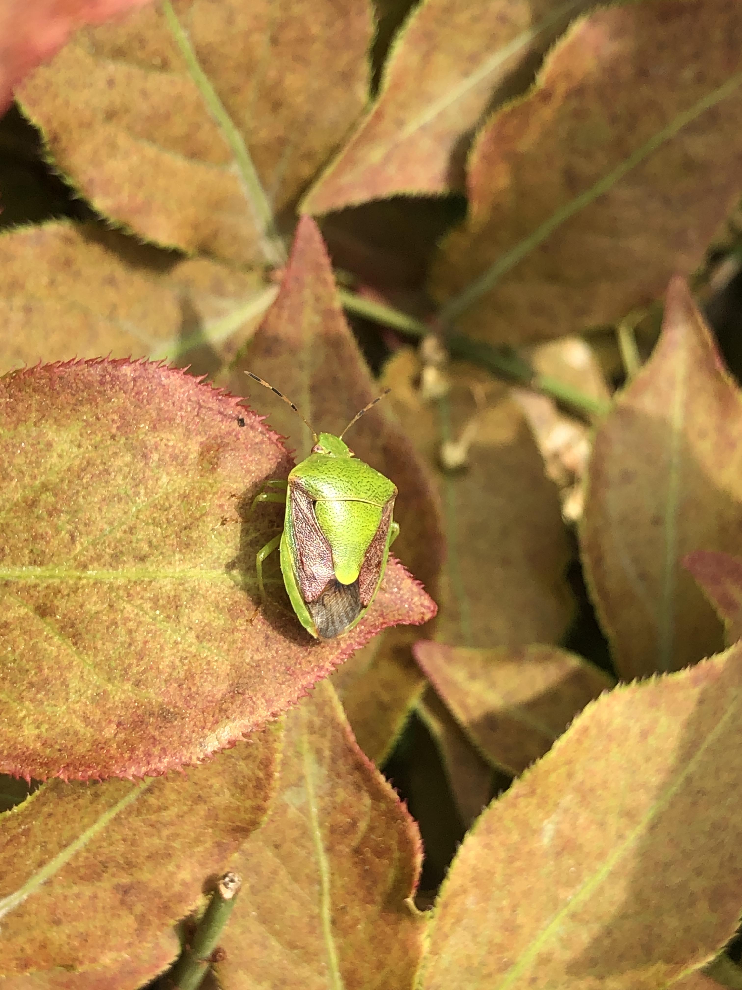 갈색날개노린재