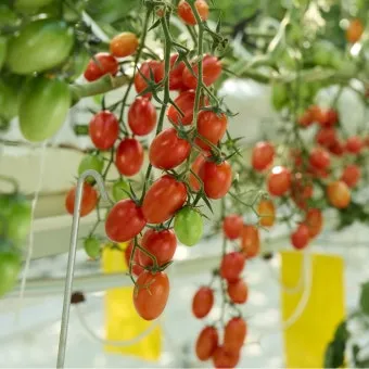 방울토마토 신선하게 보관하는 법 및 보관기간 안내_13