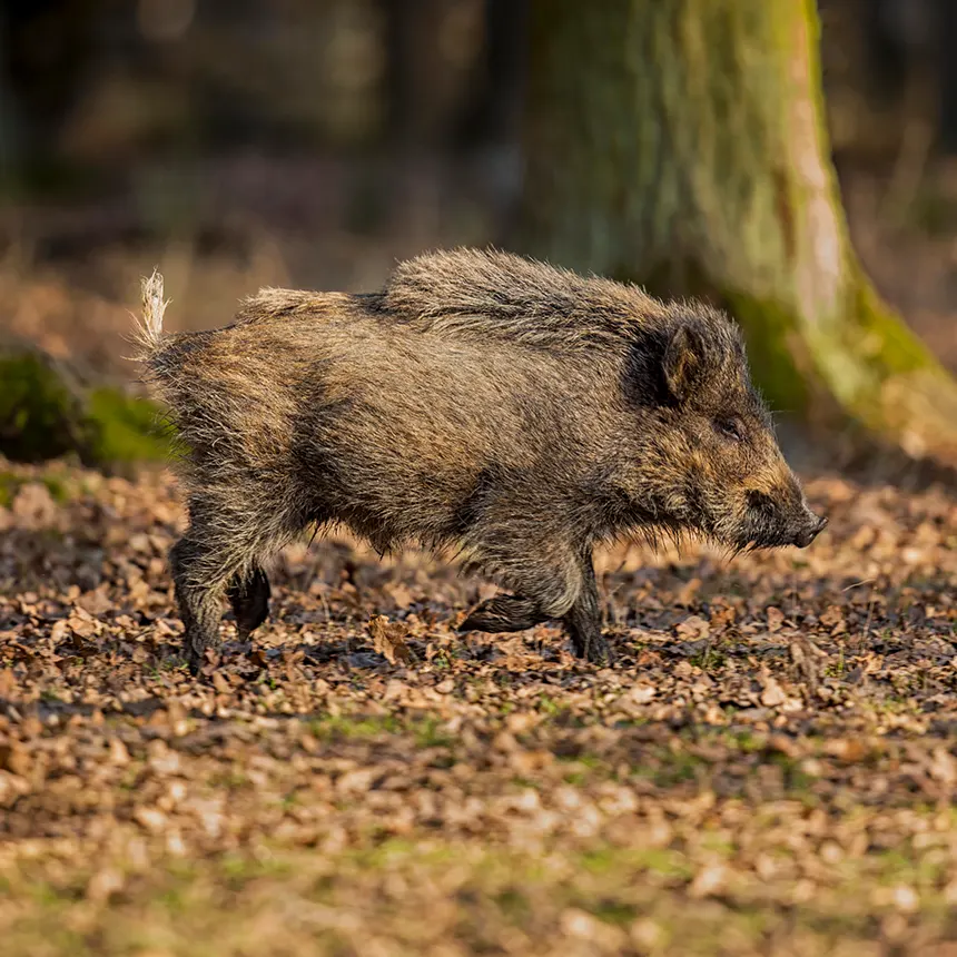 새끼 멧돼지 꿈해몽