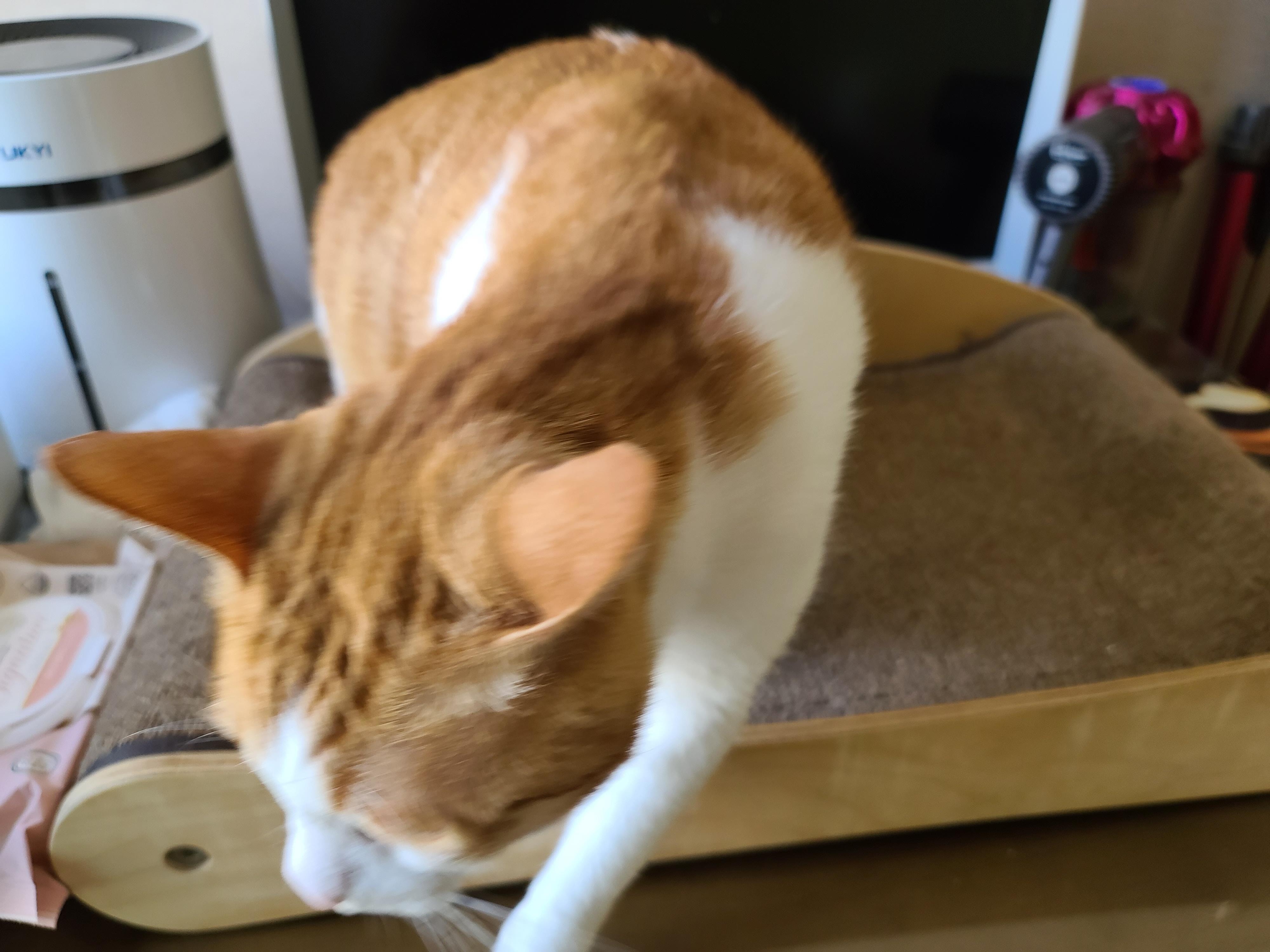 9냥이 집사의 눈뜨면 하는 일들.