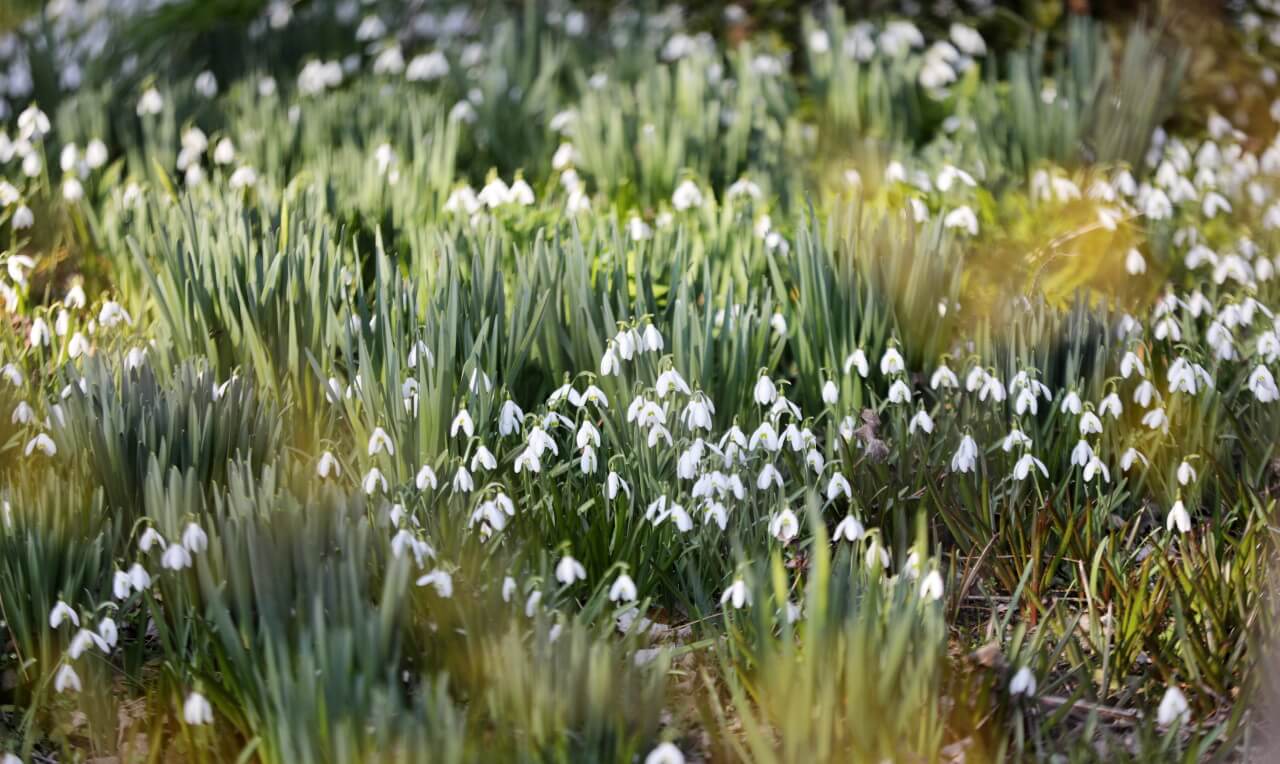 2025 천리포수목원 목련축제 입장료 사전예약