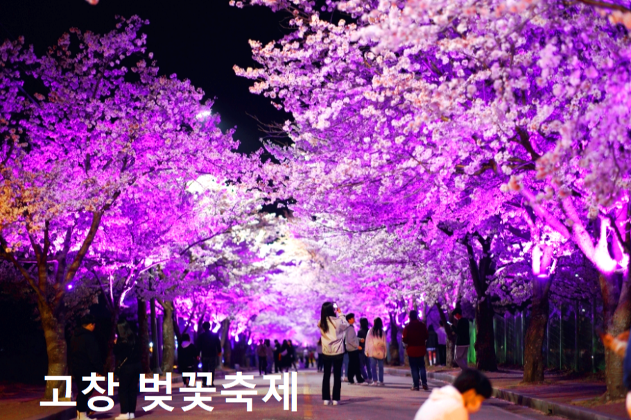 고창벚꽃축제