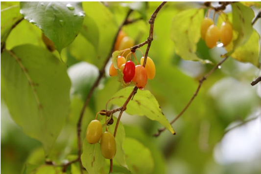 구례 산수유 꽃 축제