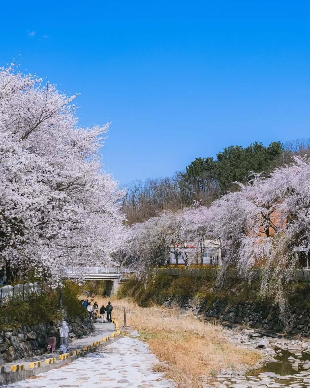 2025 대구 이월드 벚꽃 축제 일정 입장권 예매 이벤트 할인정보
